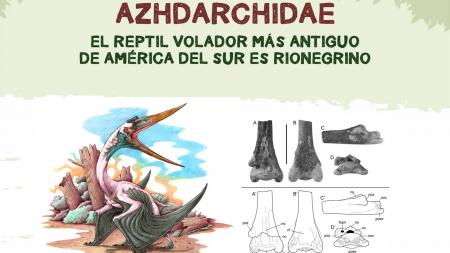 Fossil remains of the oldest flying reptile in South America were found in Río Negro